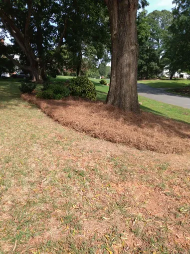 Pine Straw for Tree