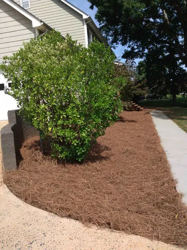 A Thick Bed of Pine Straw