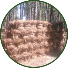 pine needles residential