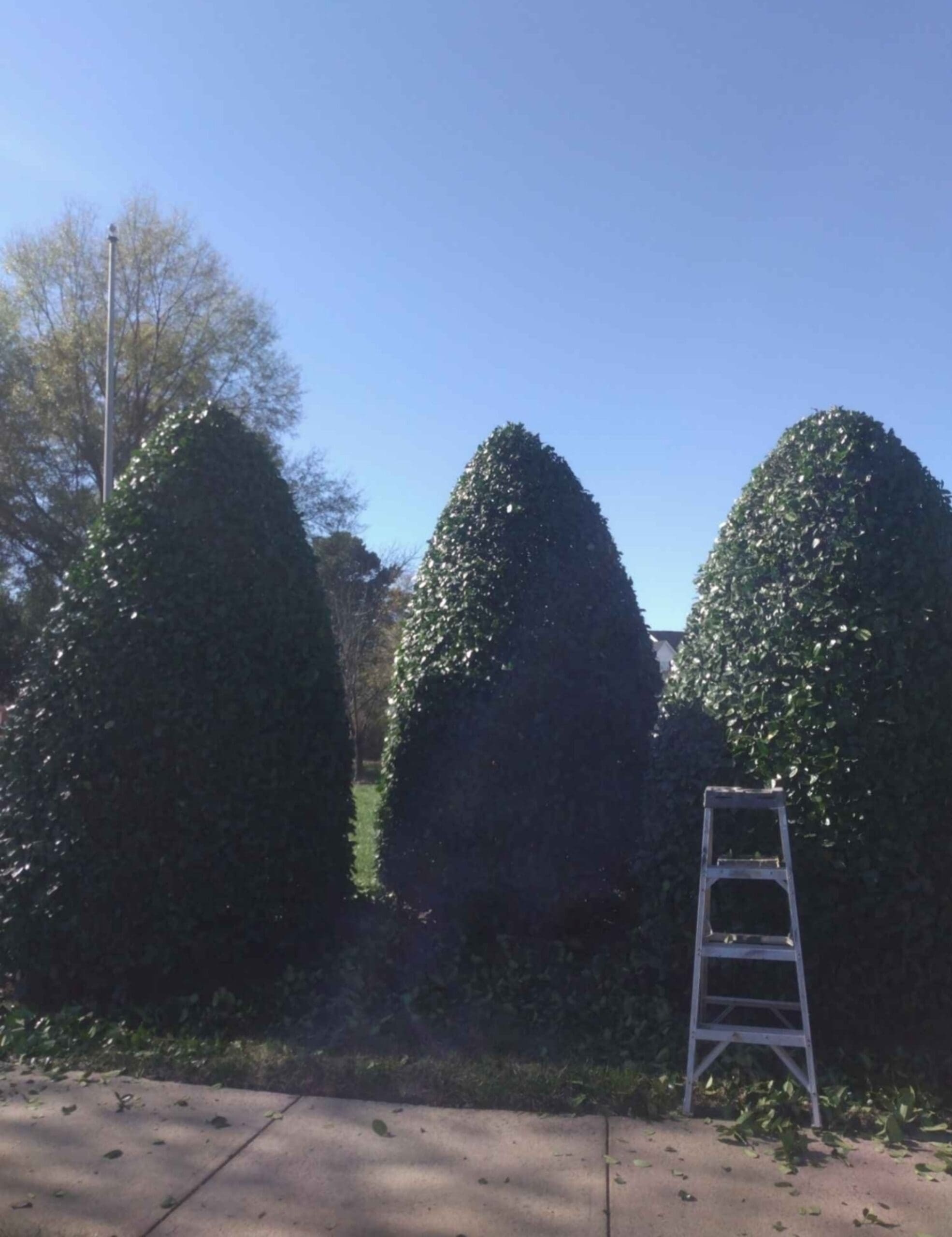 Large, dense green bush